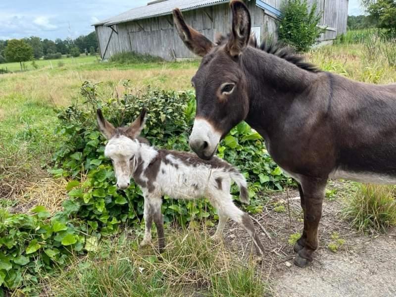 La Campagne Bretonne Parigné Quarto foto